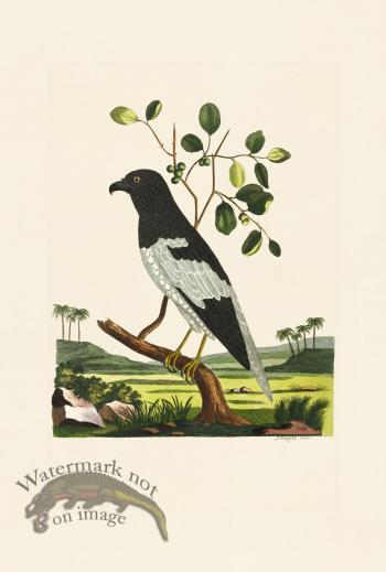 Pennant Zoology 090